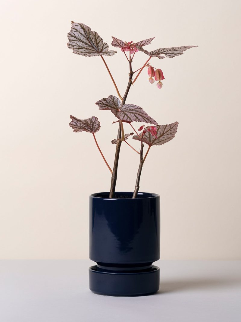 Hoff Glazed Sapphire Blue 12cm Pot with Saucer